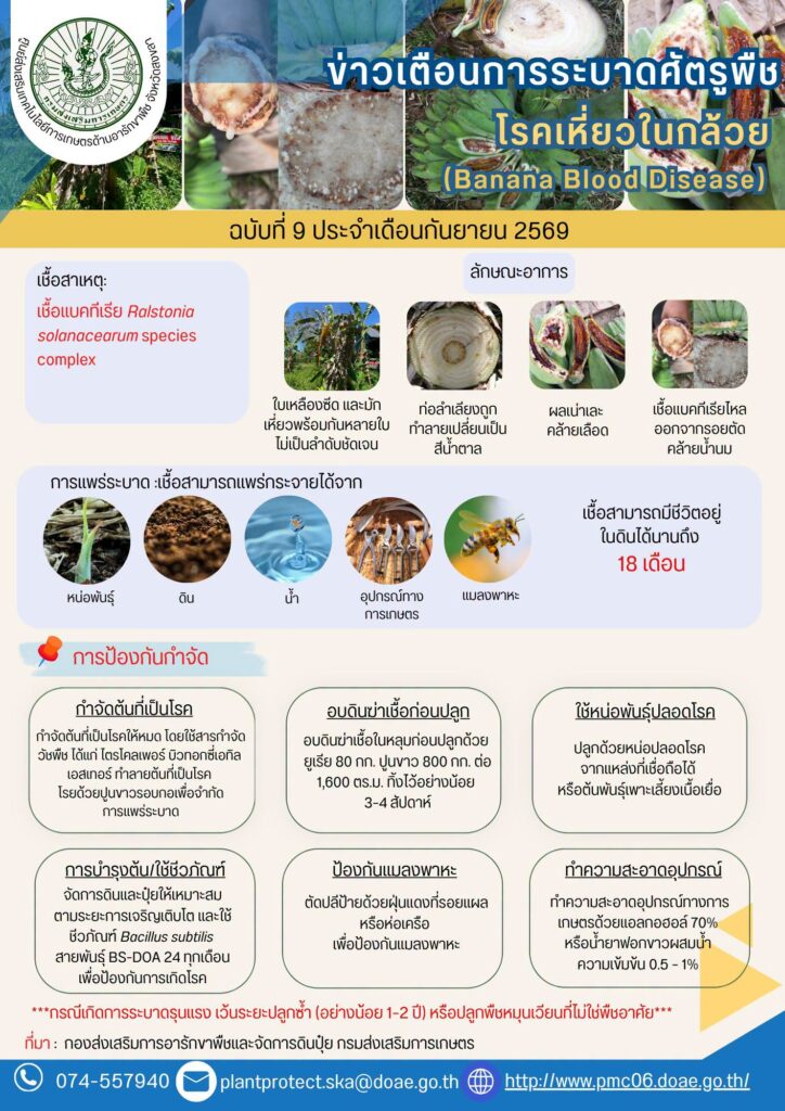 โรคเหี่ยวในกล้วย (Banana Blood Disease)