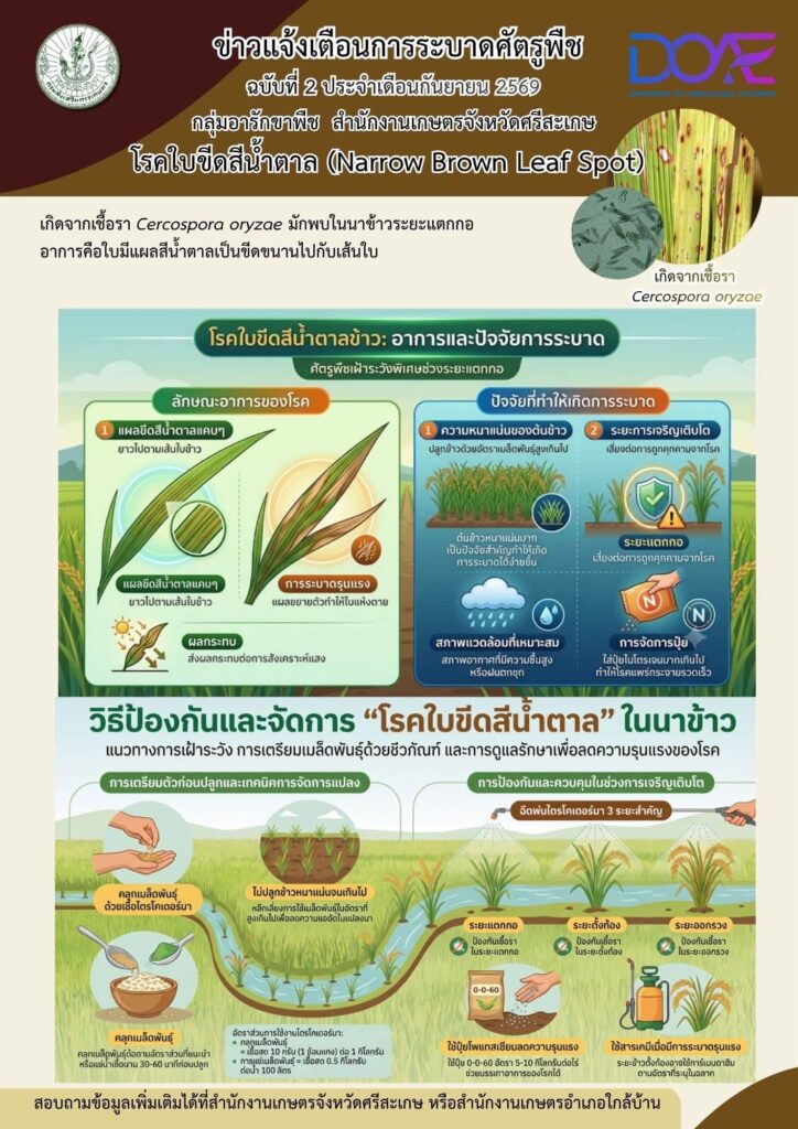 โรคใบขีดสีน้ำตาล (Narrow Brown Leaf Spot) โรคใบขีดสีน้ำตาล (Narrow Brown Leaf Spot)