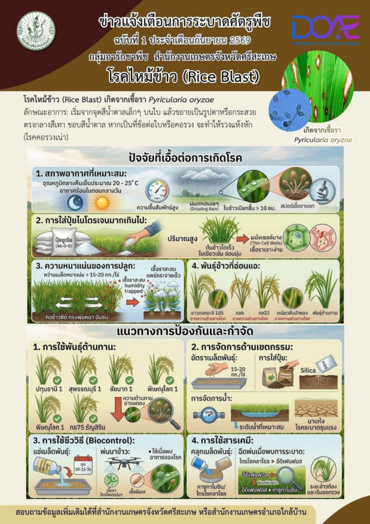 โรคไหม้ข้าว (Rice Blast) โรคไหม้ข้าว (Rice Blast)