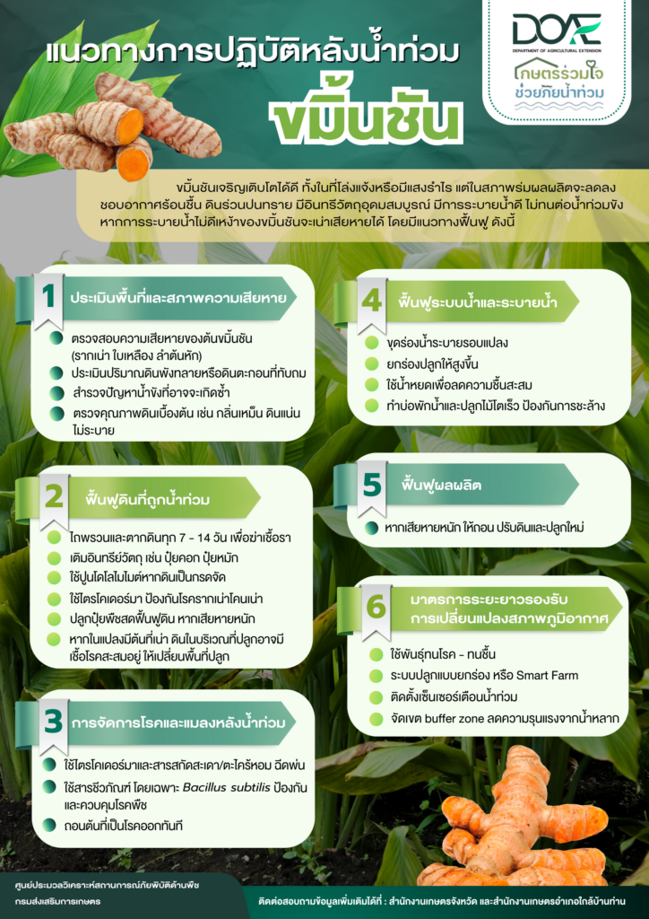 เรื่องเล่าเช้าวันจันทร์: แนวทางปฏิบัติหลังน้ำท่วม "พืชไร่ มะพร้าว ปาล์มน้ำมัน กาแฟ พริกไทย ขมิ้นชัน ยางพารา"