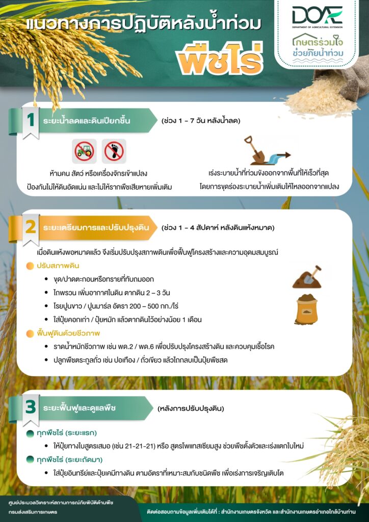 เรื่องเล่าเช้าวันจันทร์: แนวทางปฏิบัติหลังน้ำท่วม "พืชไร่ มะพร้าว ปาล์มน้ำมัน กาแฟ พริกไทย ขมิ้นชัน ยางพารา"